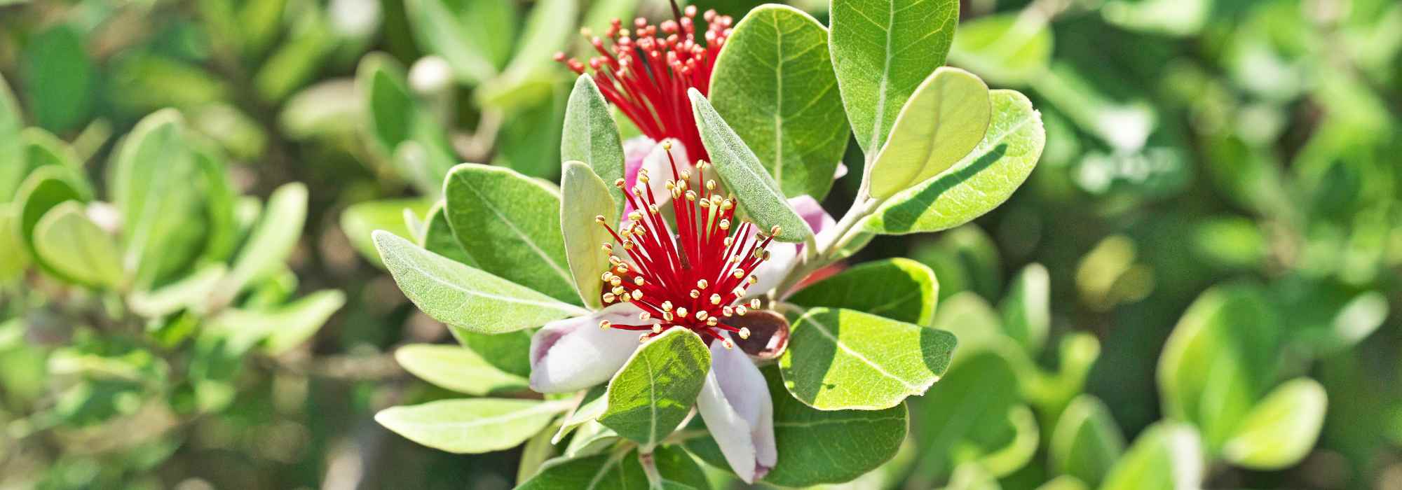 Escolher uma goiabeira-do-Brasil ou feijoa