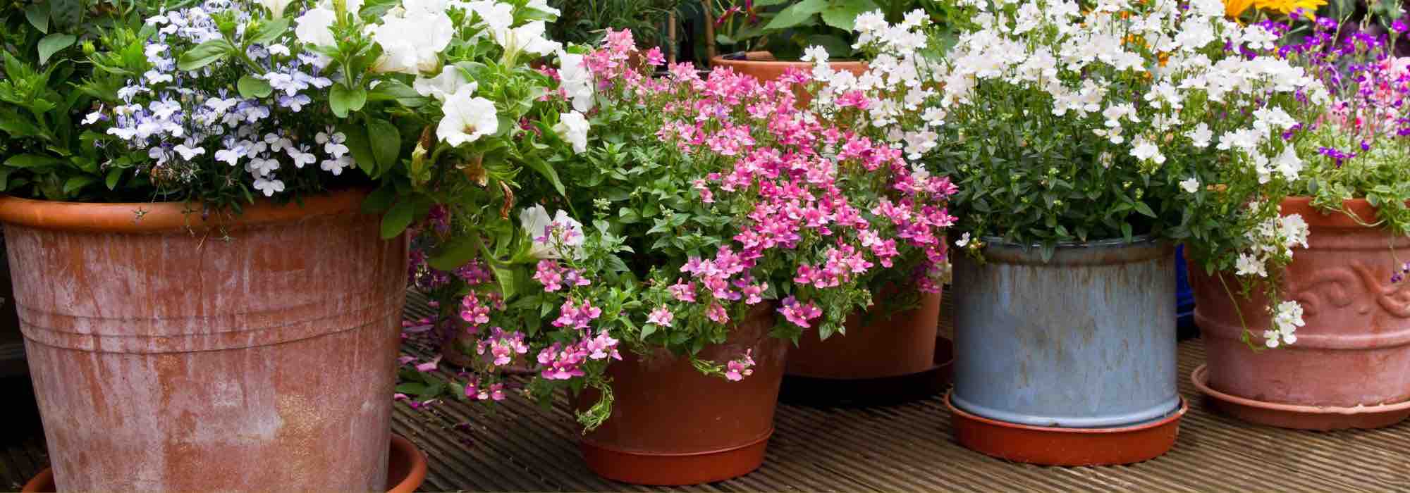 Como escolher o vaso ideal para transplantar uma planta?