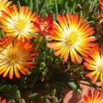 5 plantas-do-gelo com flores cor de laranja ou amarelas