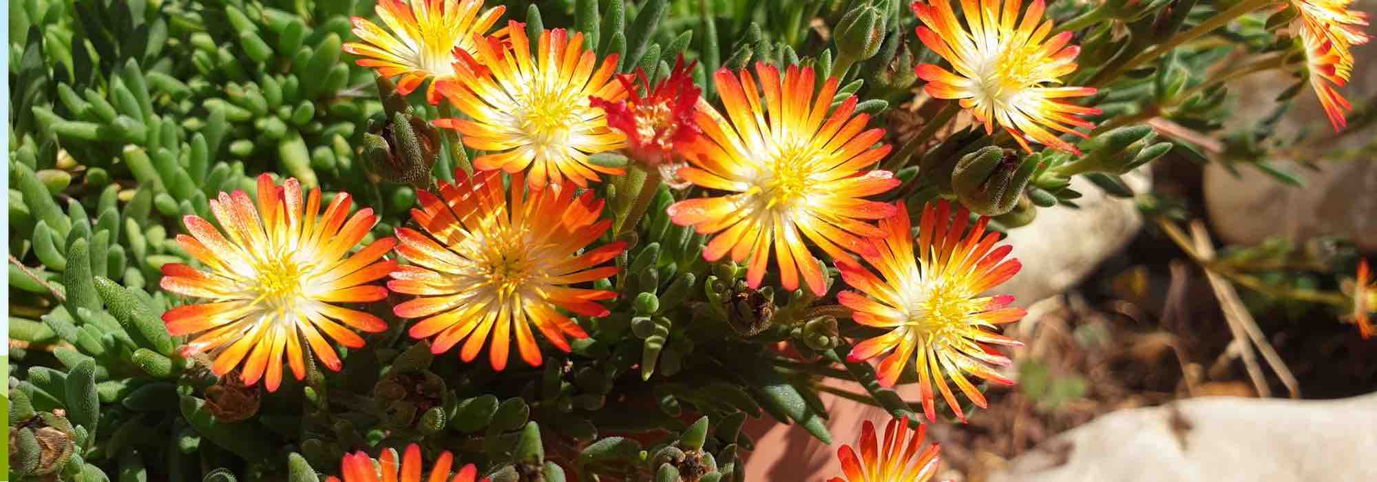 5 plantas-do-gelo com flores cor de laranja ou amarelas