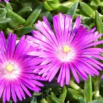 6 plantas-do-gelo com flores cor-de-rosa