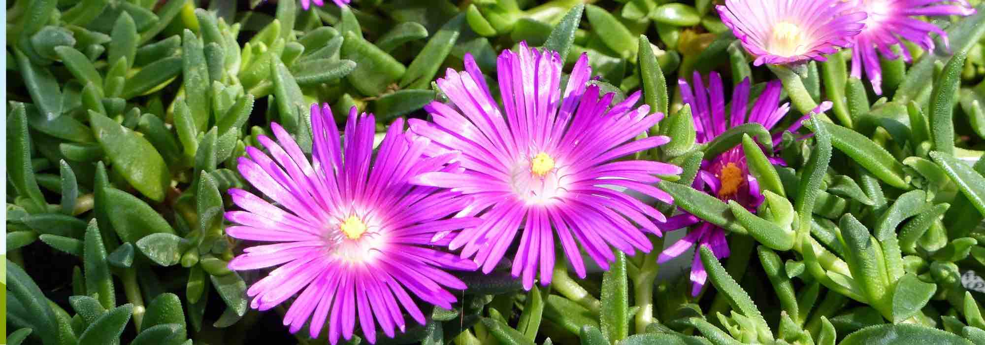6 plantas-do-gelo com flores cor-de-rosa