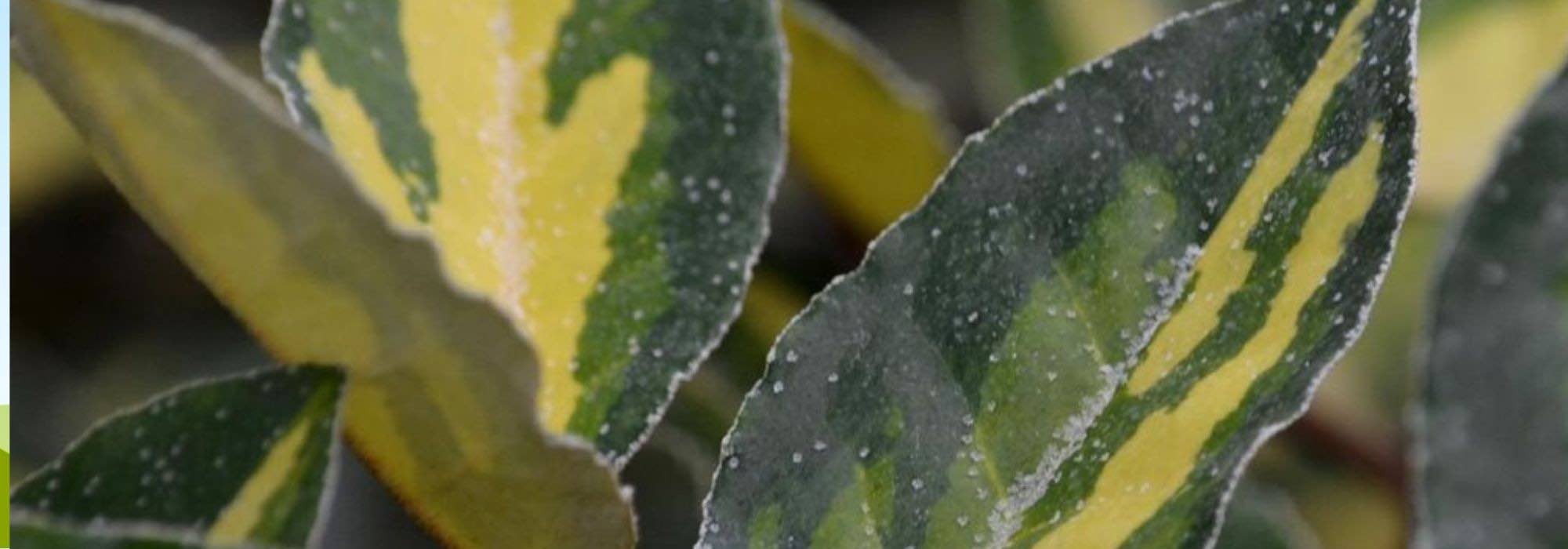 Eleagno variegado: as variedades mais bonitas