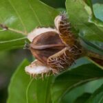 A faia, fruto da faia: um fruto comestível a descobrir!