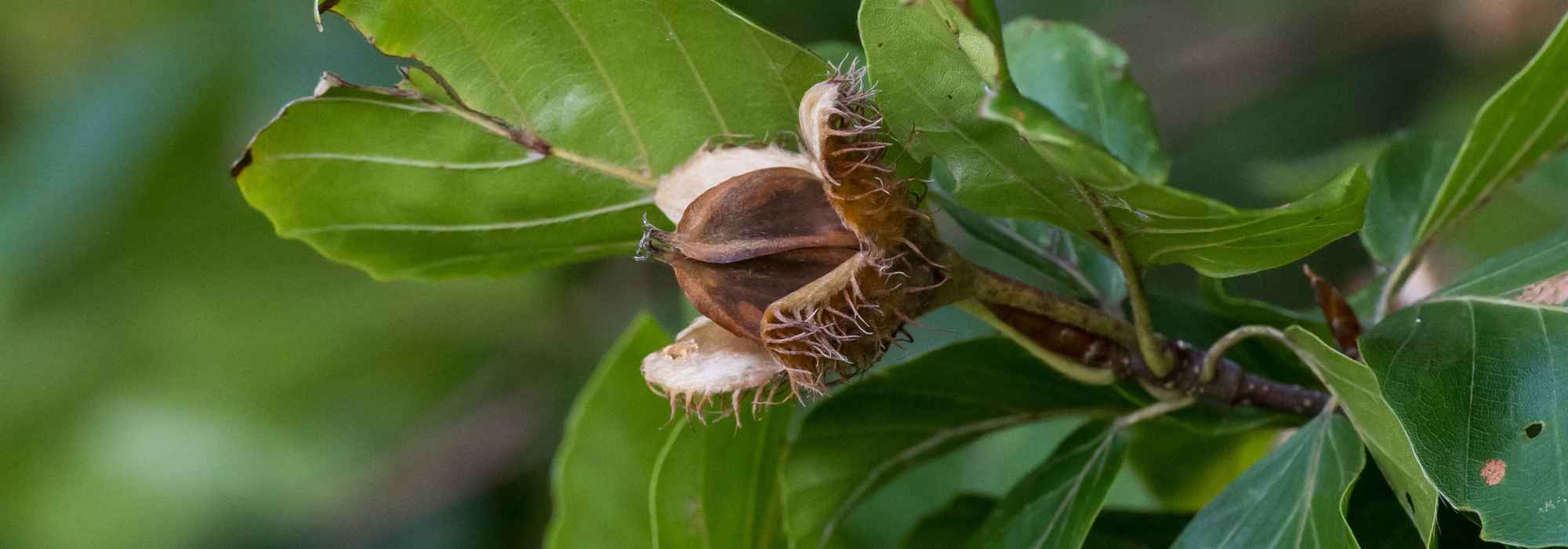 A faia, fruto da faia: um fruto comestível a descobrir!