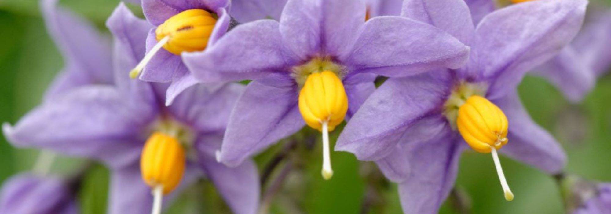 7 plantas trepadeiras para solo ácido