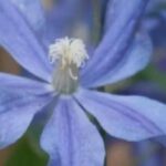 7 plantas trepadeiras para solo calcário
