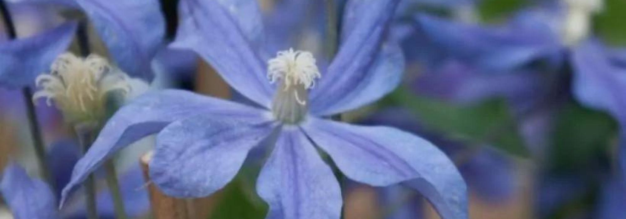 7 plantas trepadeiras para solo calcário