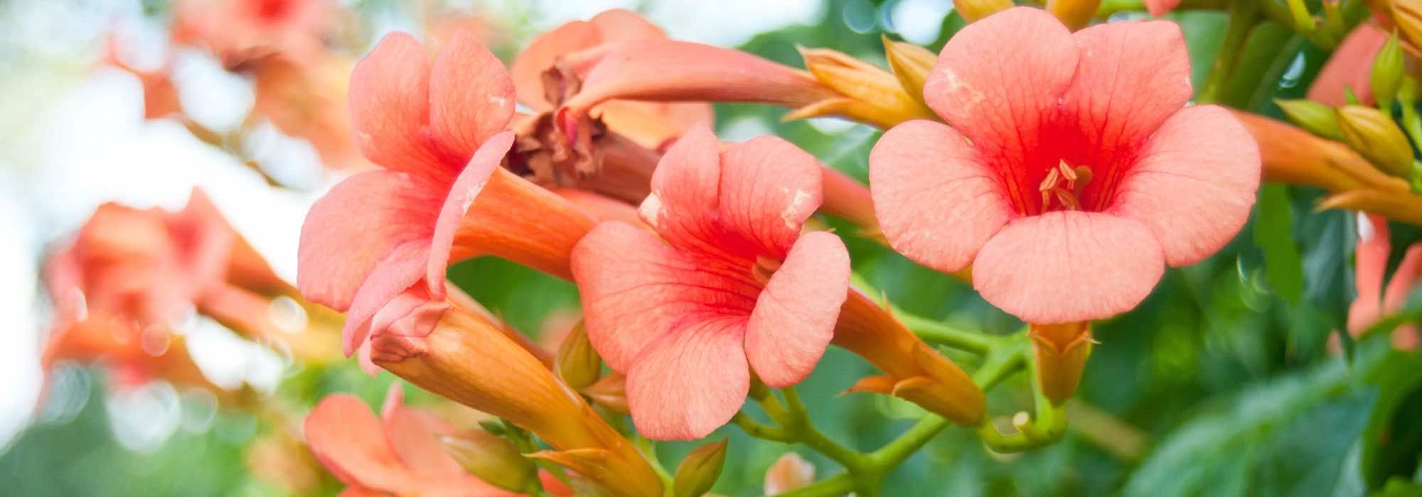 6 plantas trepadeiras ideais para fazer sombra numa esplanada