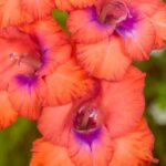 7 gladíolos de flores multicolores