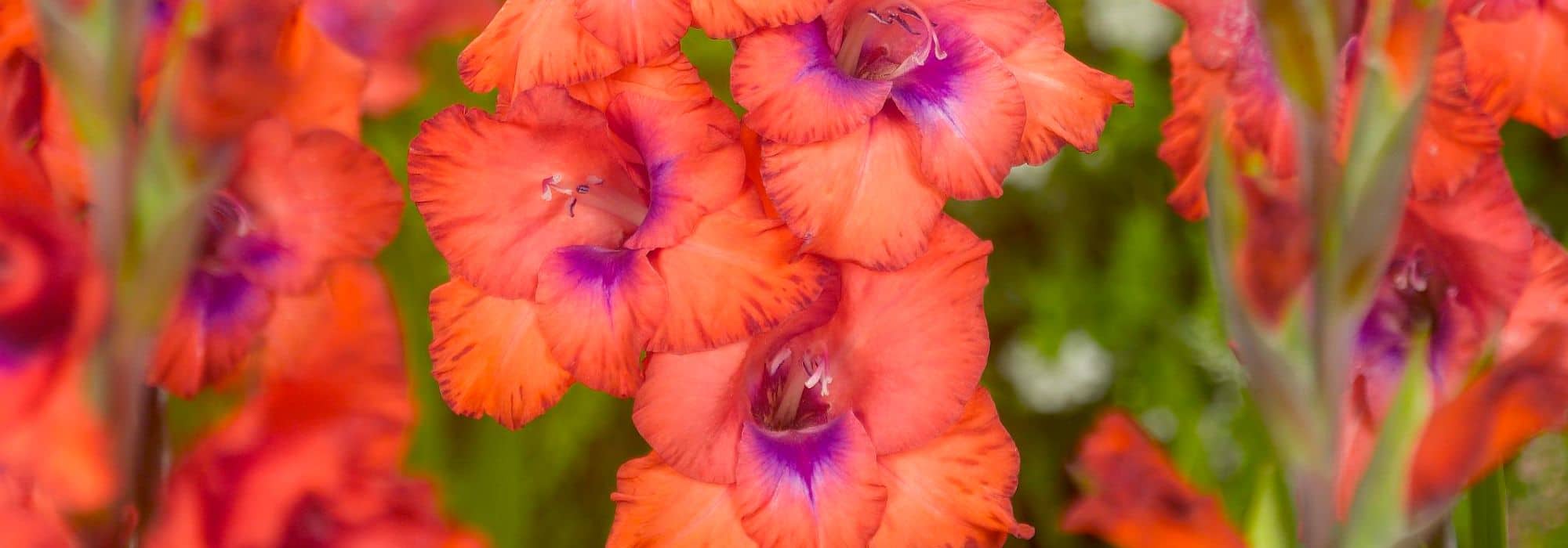 7 gladíolos de flores multicolores
