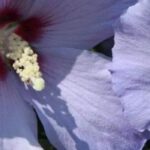 5 hibiscos com flores malvas ou azuis