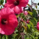 5 hibiscos de flores vermelhas