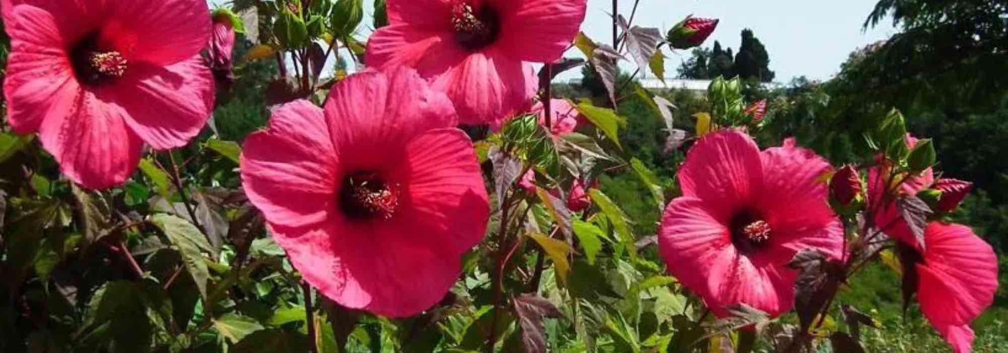 5 hibiscos de flores vermelhas