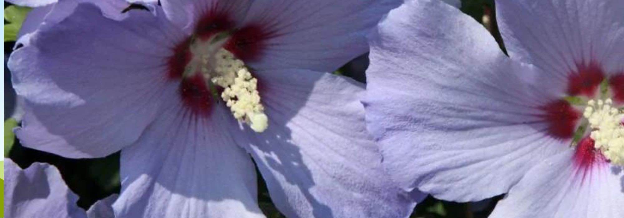 5 hibiscos com flores malvas ou azuis