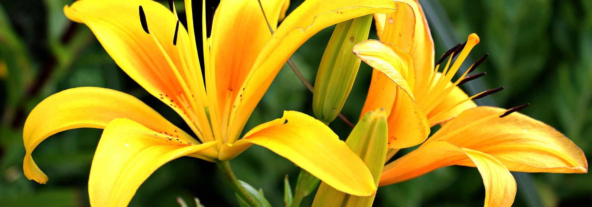 Como ter lírios em flor durante todo o verão?