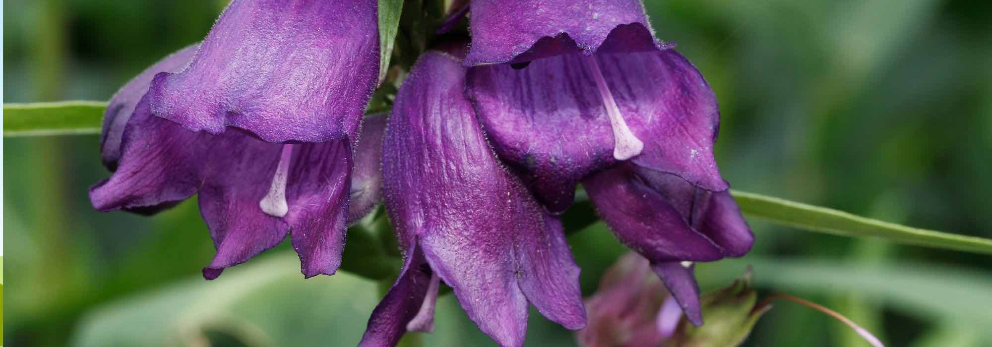 5 penstemons com flores violetas ou malvas