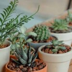 Plantas de interior pequenas para espaços reduzidos