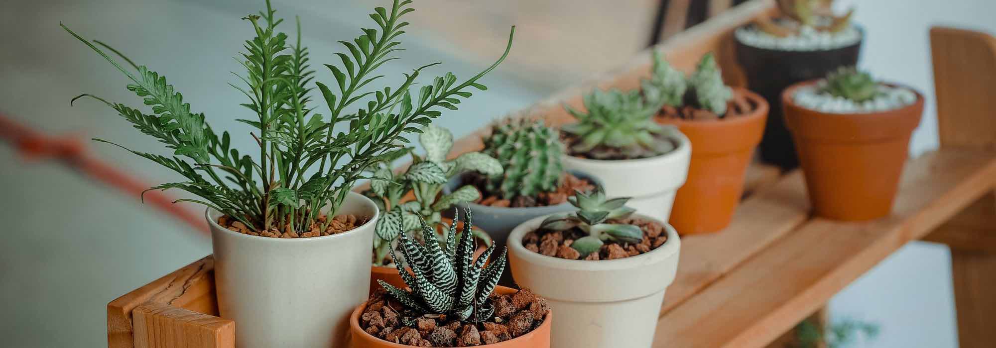 Plantas de interior pequenas para espaços reduzidos