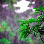 Petrichor, diz? Mas o que é isso?