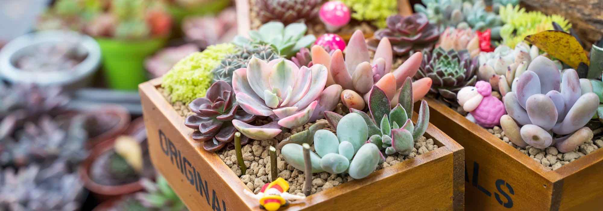 As plantas de interior perfeitas para oferecer