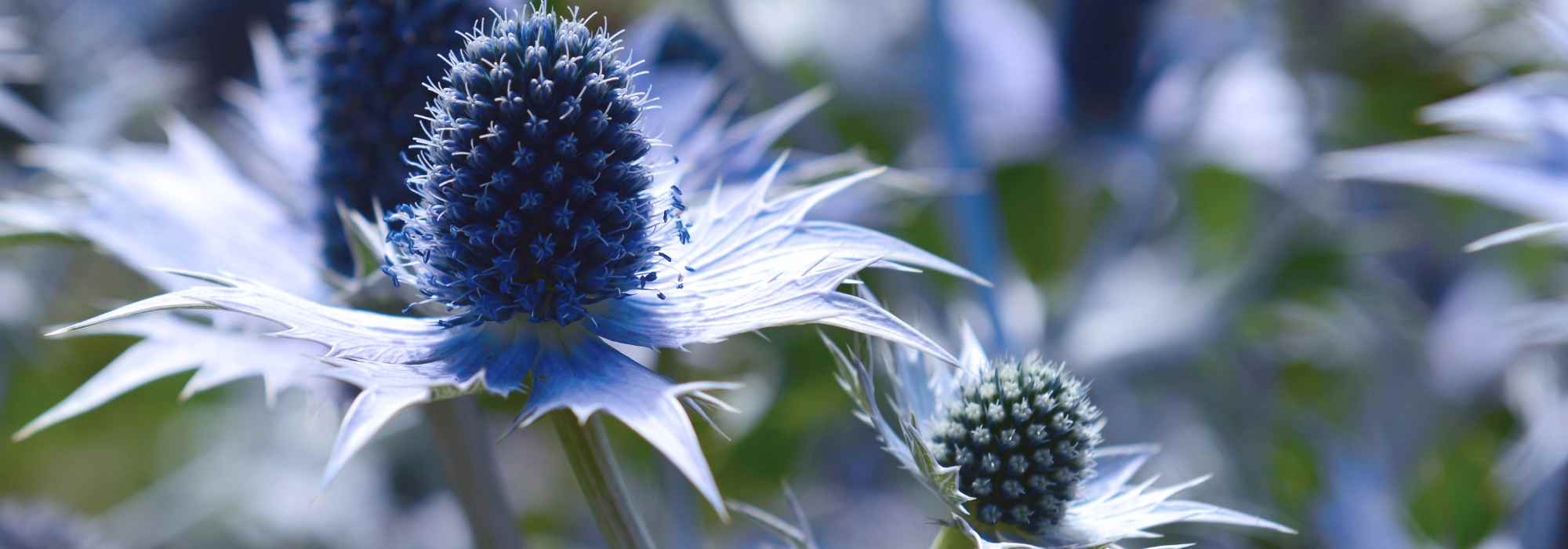 Plantas com raízes aprumadas: como e onde plantá-las?