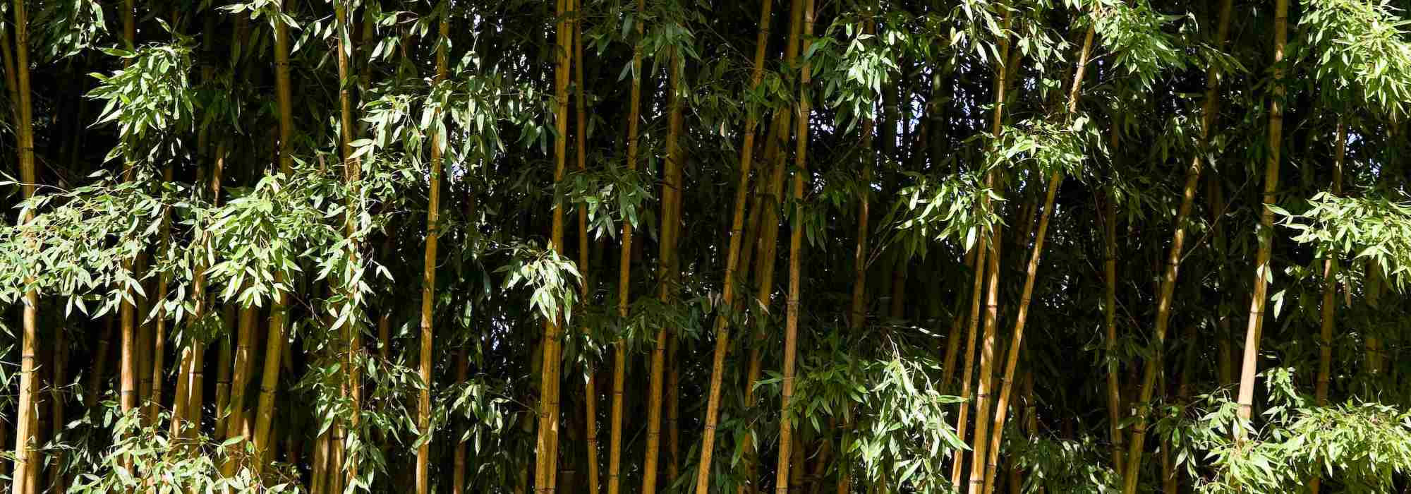 Plantas com raízes rizomatosas: como e onde plantá-las?