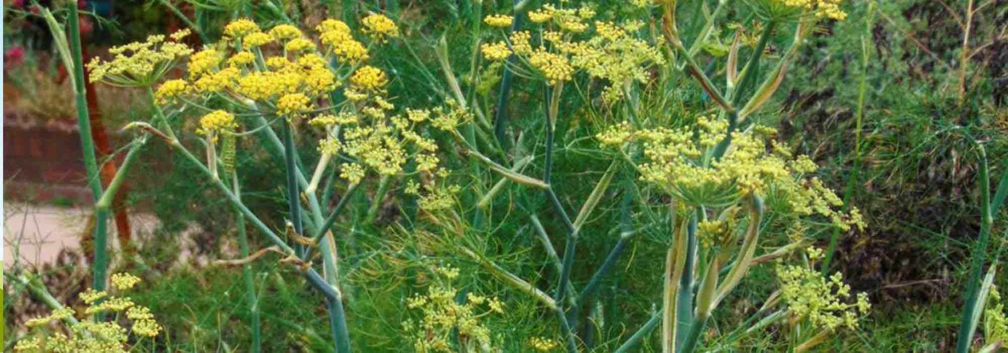 5 plantas medicinais contra problemas digestivos