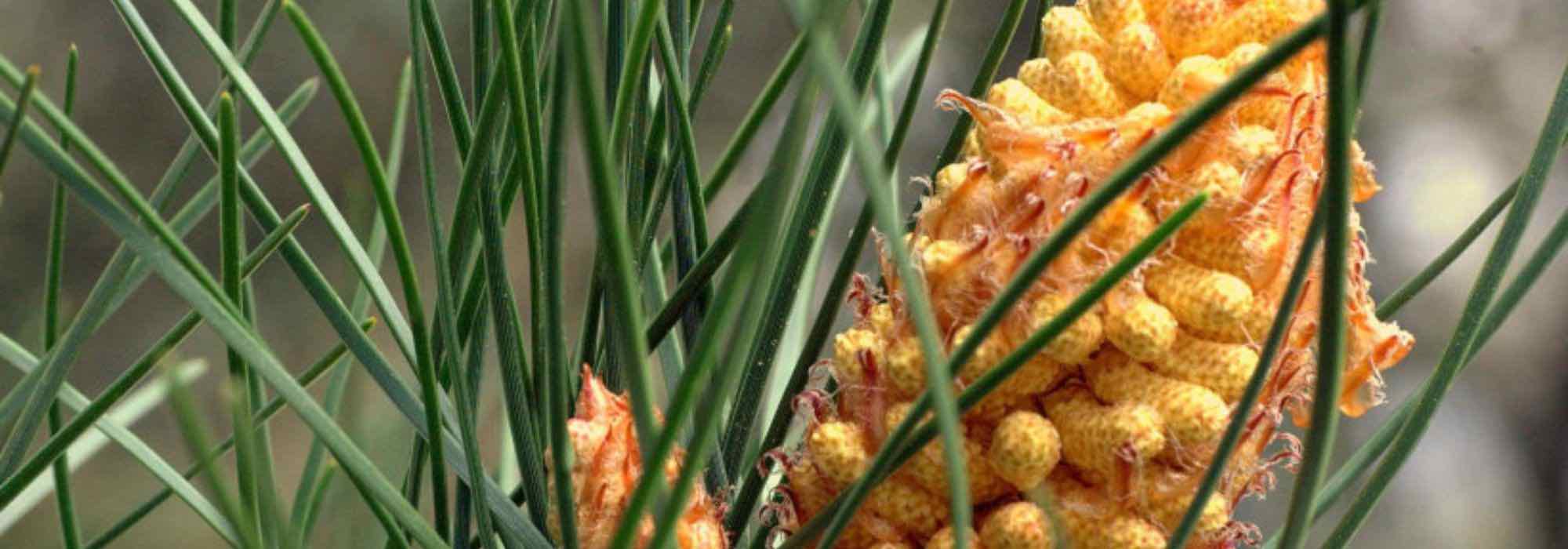 Risco de incêndio: 10 plantas inflamáveis a evitar no jardim