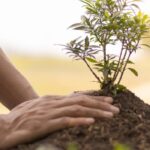 As plantas que não devem ser plantadas no outono