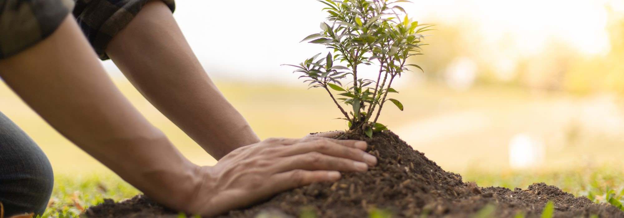 As plantas que não devem ser plantadas no outono