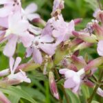 Saponária: plantar, cultivar e cuidar
