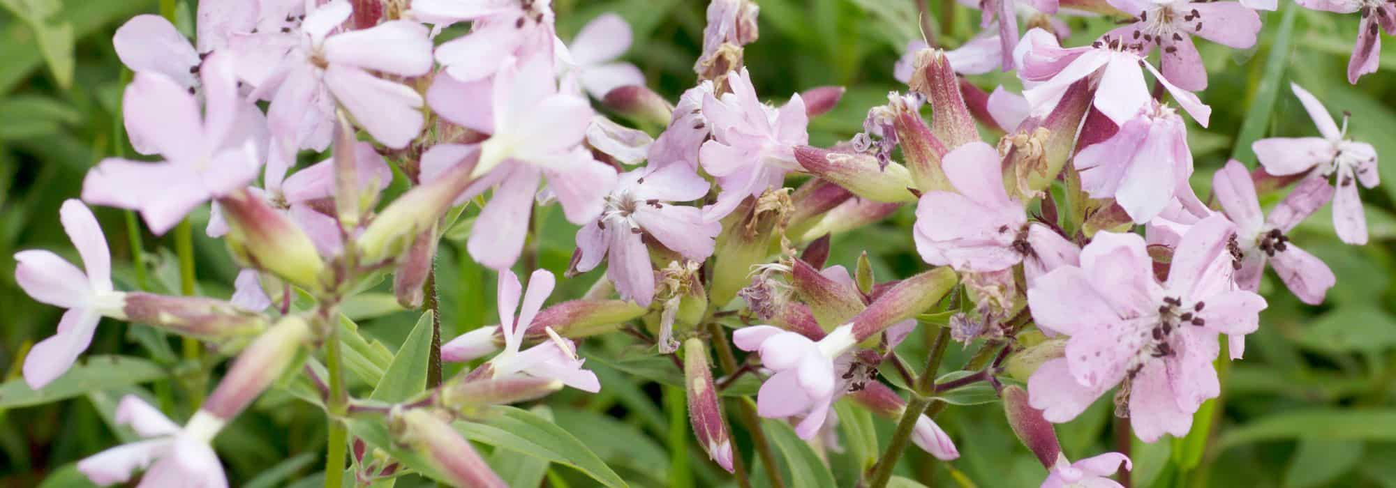 Saponária: plantar, cultivar e cuidar