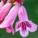 5 penstémons de flores cor-de-rosa