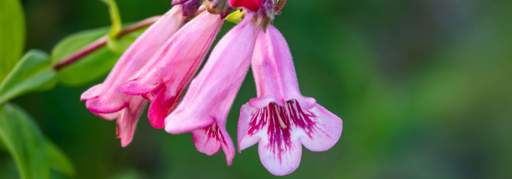 5 penstémons de flores cor-de-rosa