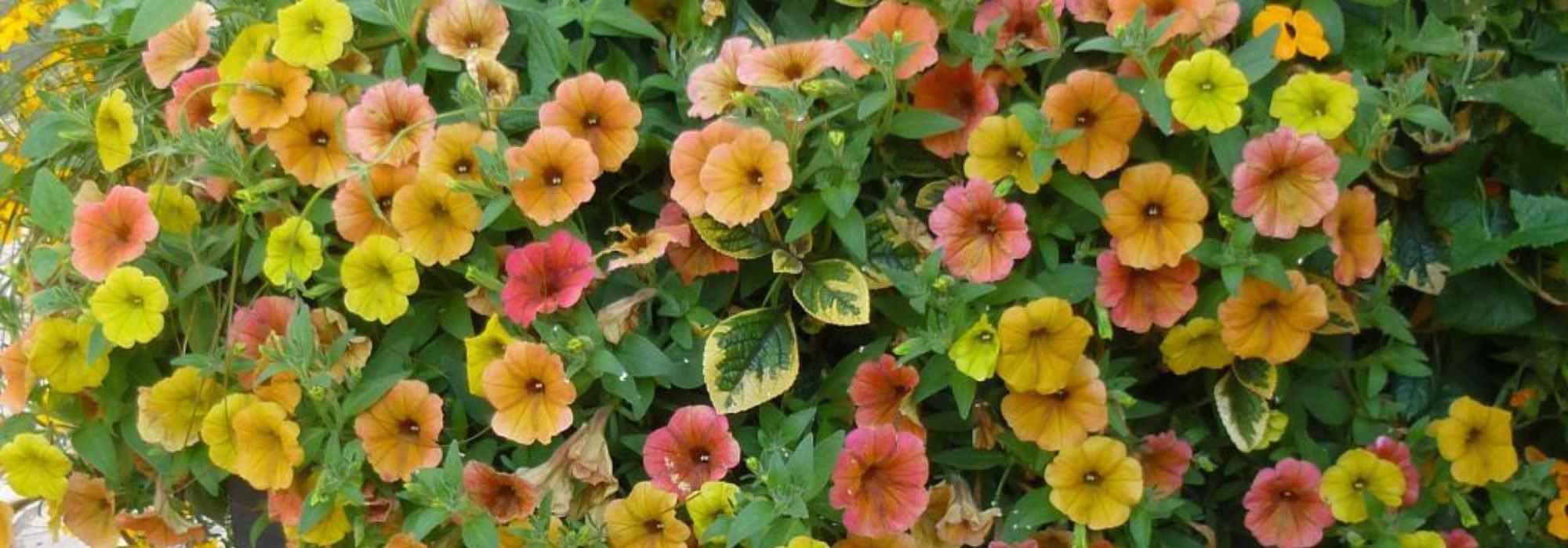 7 surfinias e petúnias para florir o terraço ou o jardim