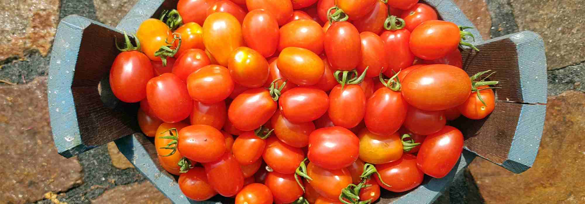 Tomates F1: o que são, afinal?