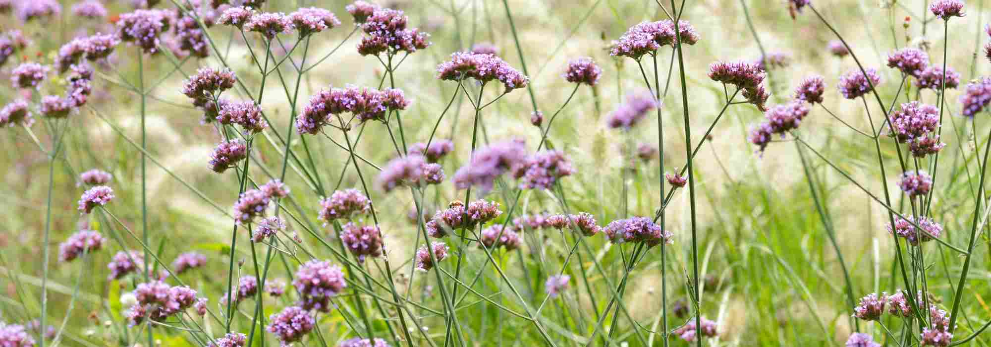 7 plantas perenes de girassol perene com floração prolongada
