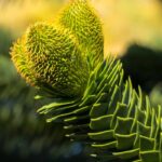 Araucária-do-Chile: plantar e cuidar