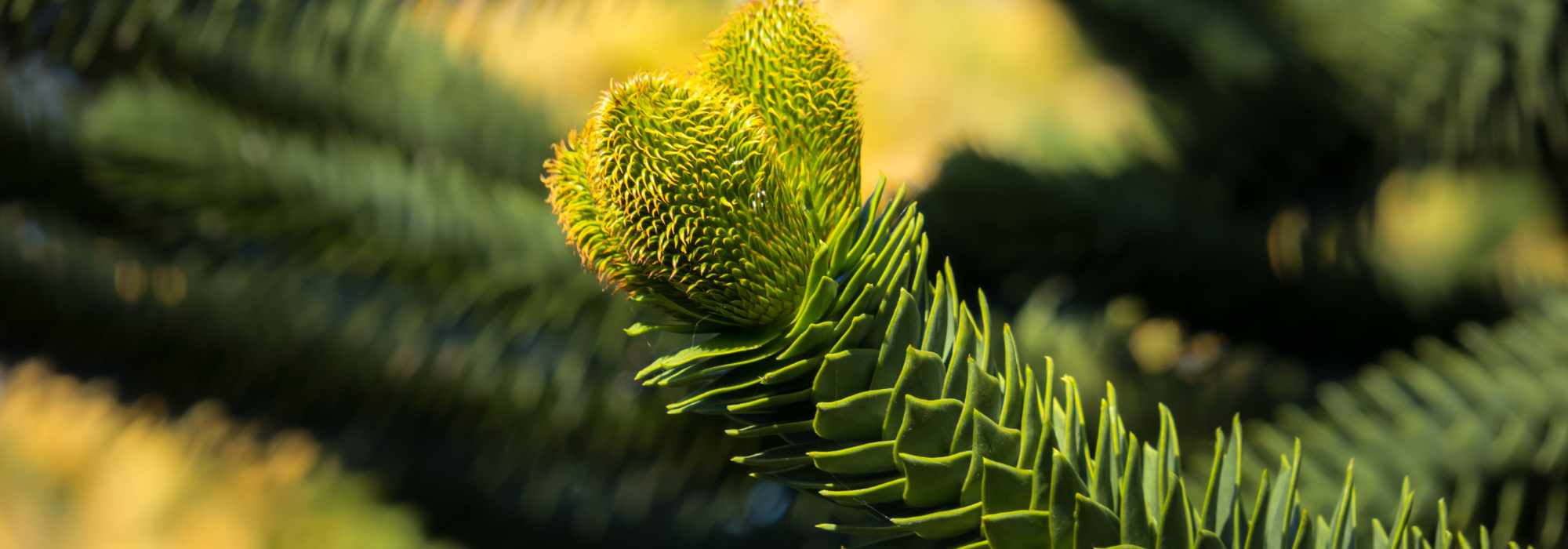 Araucária-do-Chile: plantar e cuidar