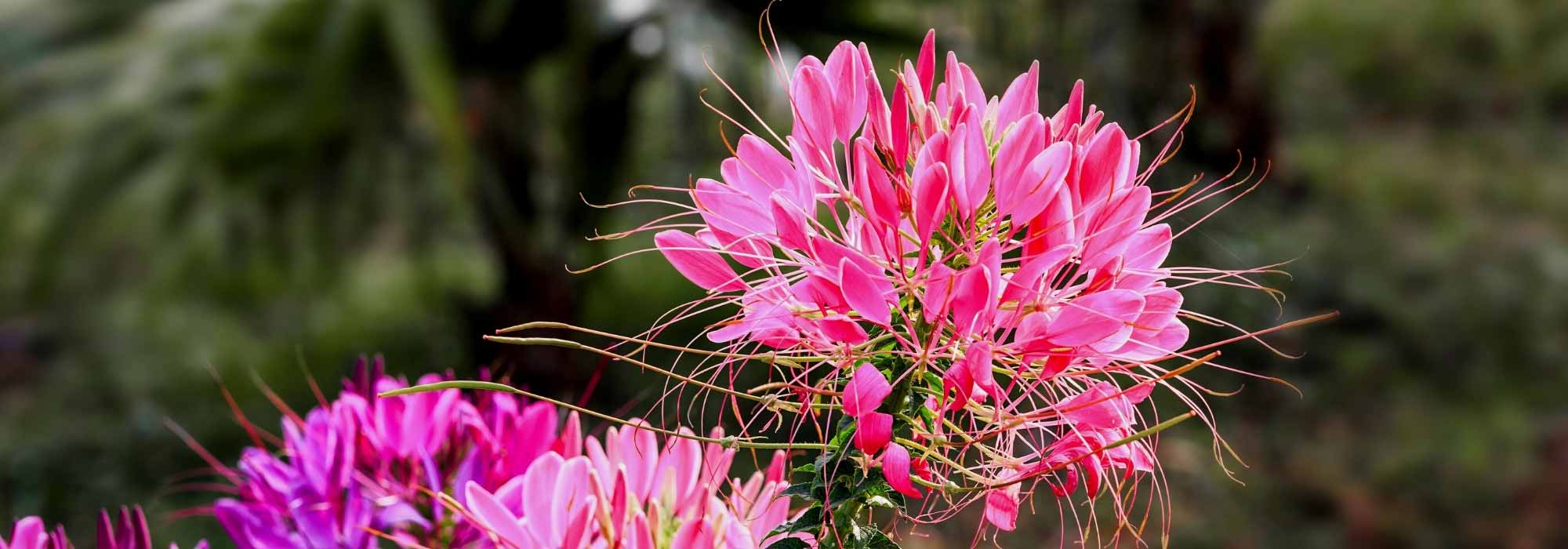 5 flores-aranha de flores cor-de-rosa que não podem faltar no jardim