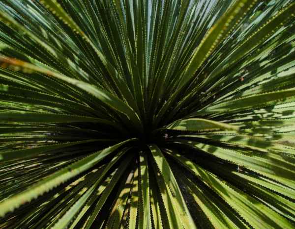 Como proteger um Dasylirion durante o inverno: os nossos conselhos para o proteger do frio