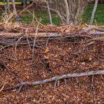 Cultivo em canteiros elevados: porquê e como praticá-lo?