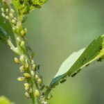 Identificar os principais insetos parasitas e as doenças das plantas
