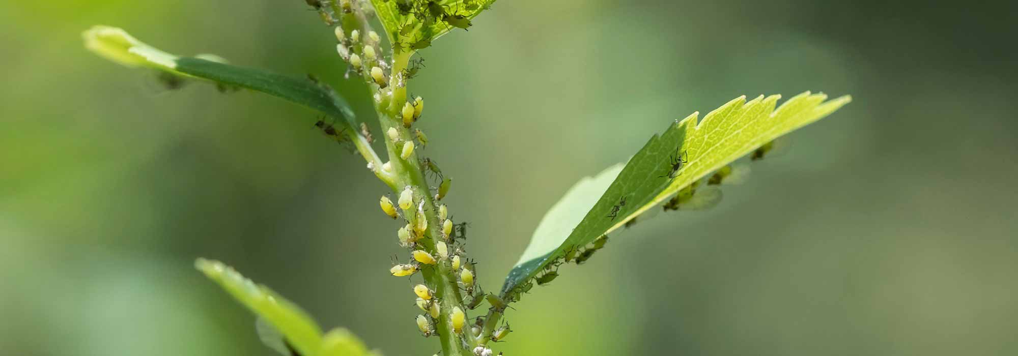 Identificar os principais insetos parasitas e as doenças das plantas