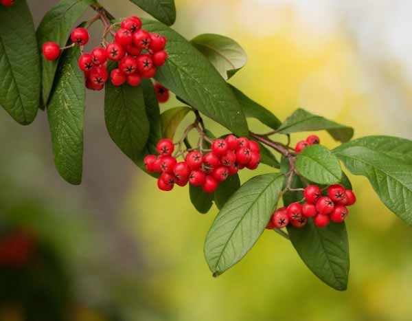 Como multiplicar o Cotoneaster?