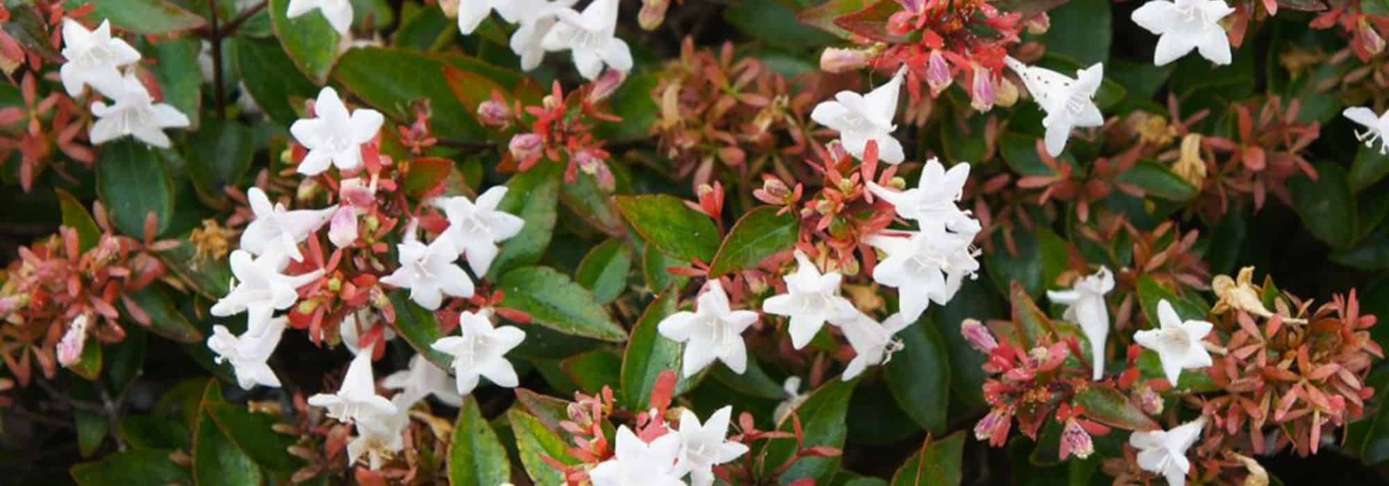 7 arbustos persistentes com flores