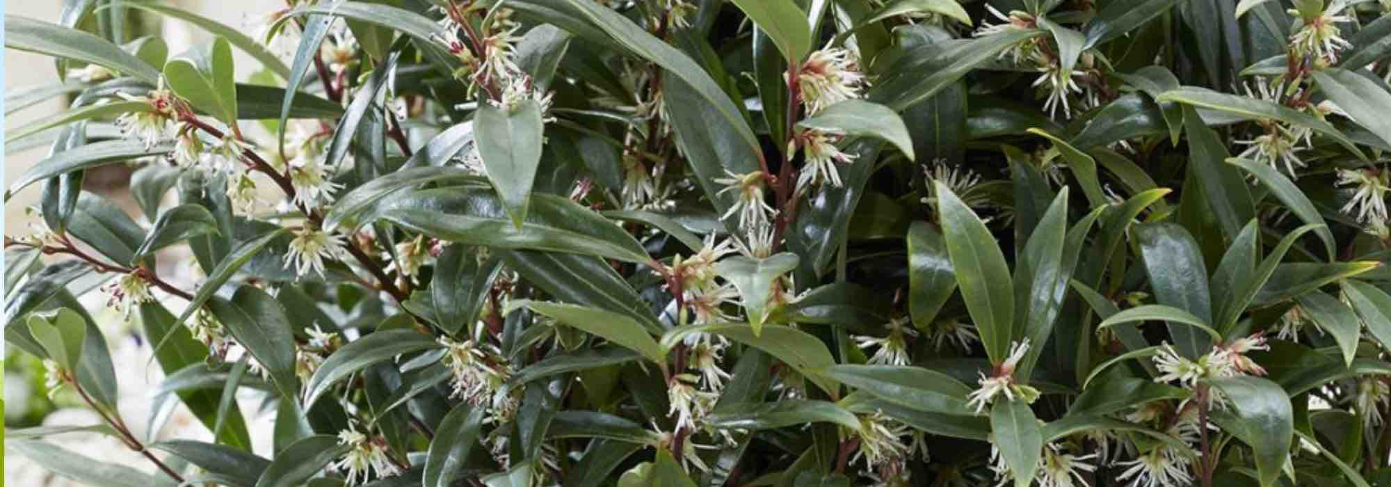 Os melhores arbustos persistentes para um jardim urbano