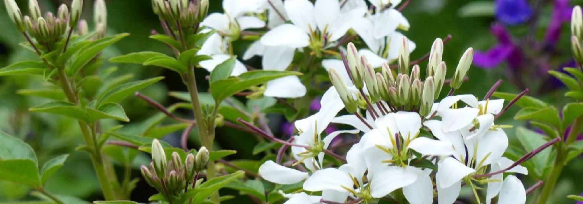 Como combinar as flores-aranha?