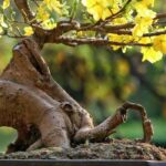 Como cuidar de um bonsai?